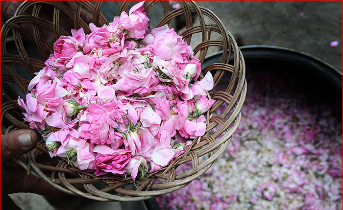 Kashan y el agua de rosas, en Irán – Pardisan Tour & Travel