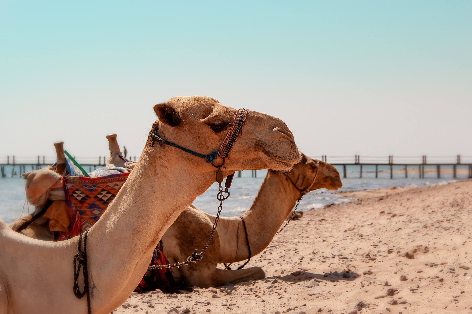 Presentación de EXCEL TRAVEL , en Egipto